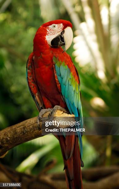 green wings macaw - papegoja bildbanksfoton och bilder