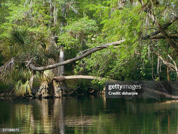 florida rio hillsborough cena - rio hillsborough imagens e fotografias de stock