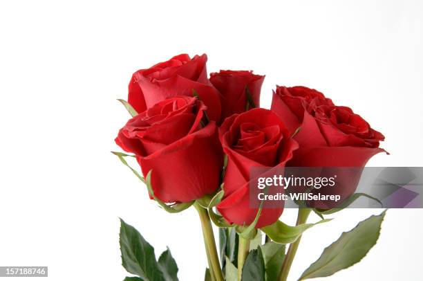 red roses bouquet in white background - red bud stock pictures, royalty-free photos & images