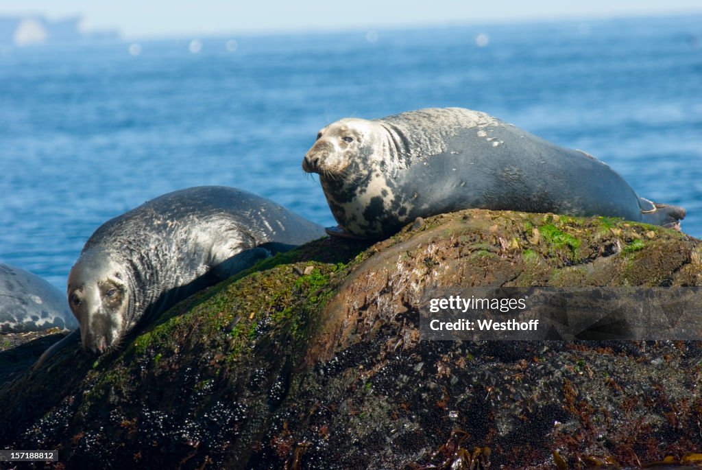 Grey Seals
