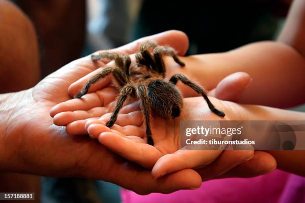 bravery: huge hairy spider in child's hands - chelicera stock pictures, royalty-free photos & images