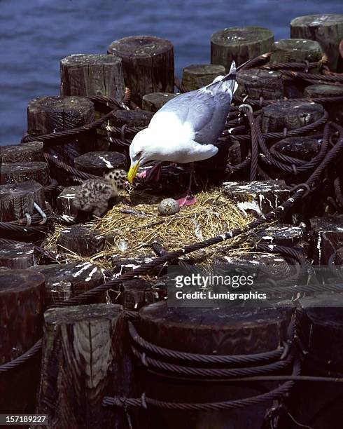seagull nest i - north pacific ocean stock pictures, royalty-free photos & images