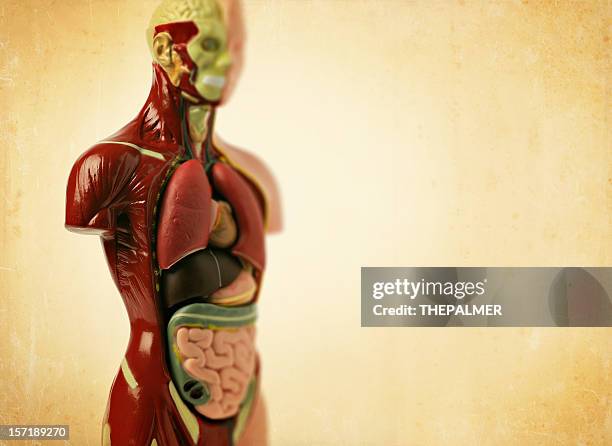 anatomy model - internal anatomy stock pictures, royalty-free photos & images