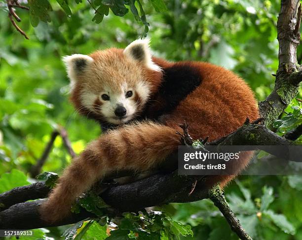 red panda - red panda stock-fotos und bilder