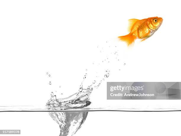 goldfish jumping water drop - fish jumping stock pictures, royalty-free photos & images