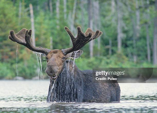 glücklich elch - elk stock-fotos und bilder