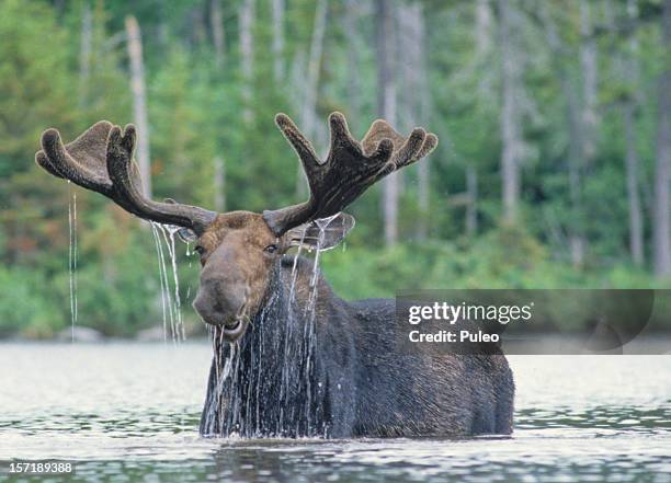 happy moose - alce stockfoto's en -beelden