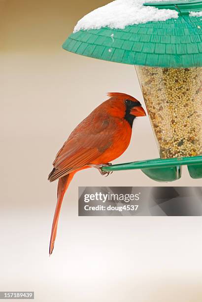 northern cardinal perched on birdfeeder - bird seed stockfoto's en -beelden