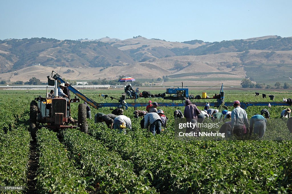 Farm worker ernten gelben Paprikaschoten in Kalifornien