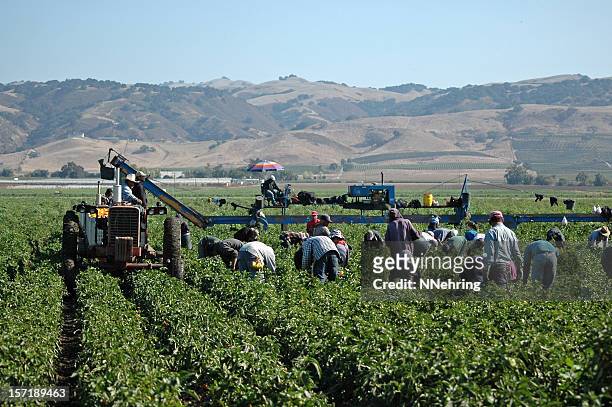 farm worker ernten gelben paprikaschoten in kalifornien - farm workers california stock-fotos und bilder