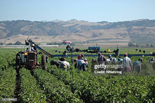 farm workers harvesting yellow peppers in california - landarbeider stockfoto's en -beelden