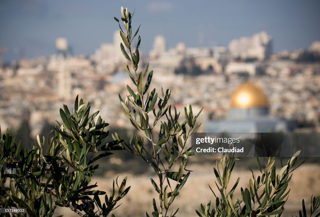 Los olivos en Jerusalén