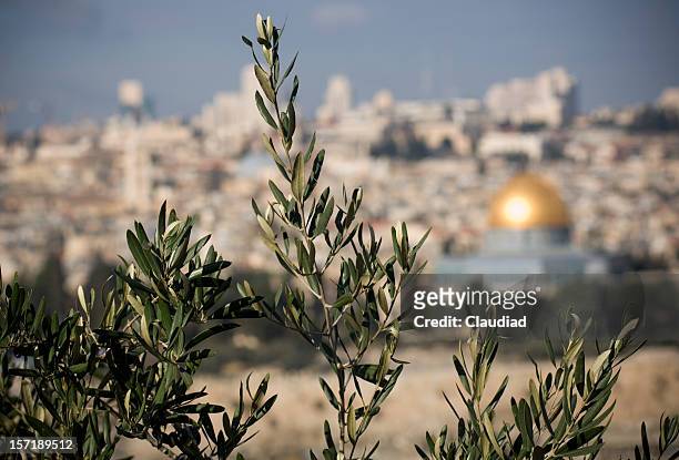 olive trees in jerusalem - mount of olives stock pictures, royalty-free photos & images