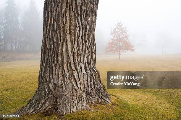 古い木の幹の公園で秋の霧 - tree trunk ストックフォトと画像