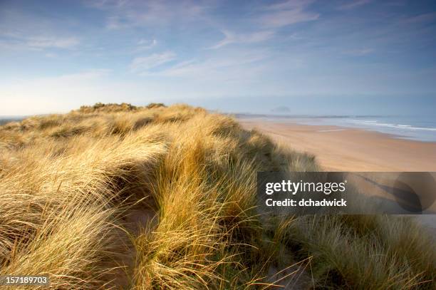 seabreeze on the sand dunes along the shore - lothian bildbanksfoton och bilder