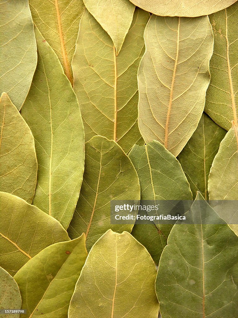 月桂樹の葉の背景