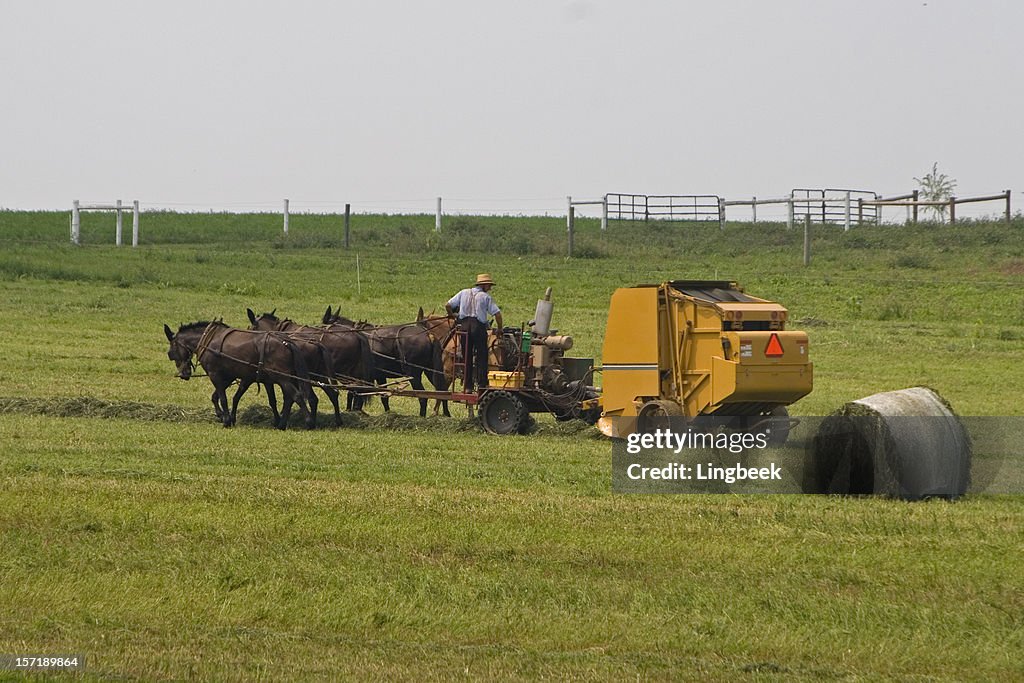 Amish farmer