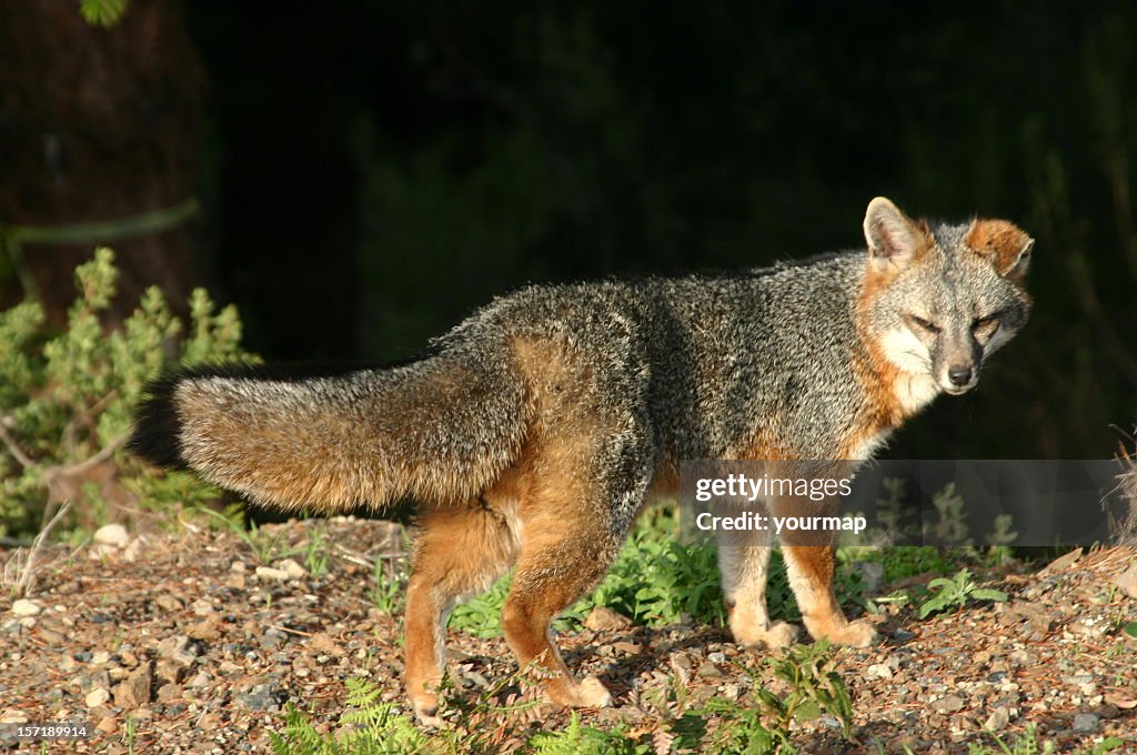 California coastal Grey Fox