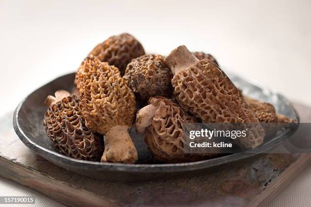 moremi wildlife reserve pilzen - morel mushroom stock-fotos und bilder