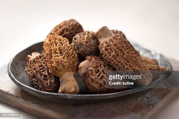 morelle mushrooms - morel mushroom stock pictures, royalty-free photos & images