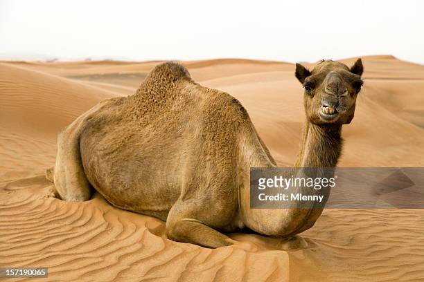 happy kamel - dromedar stock-fotos und bilder