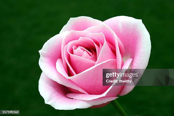 rosa perfetto - rosa singola foto e immagini stock