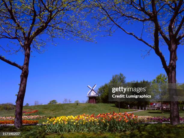 tulip festival i - holland michigan stock pictures, royalty-free photos & images