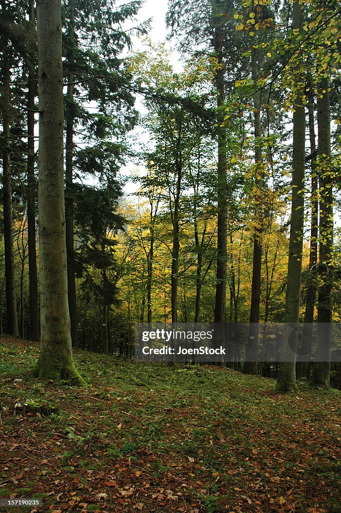 Autumn forest Bouillon belgian Ardennes Belgium
