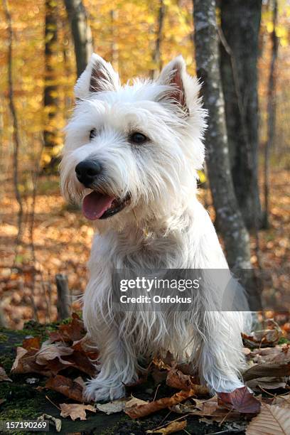 westie dog sitting in a forest in autumn season - west highland white terrier stock pictures, royalty-free photos & images