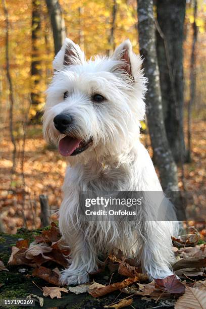 westie cão sentado em uma floresta no outono temporada - west highland white terrier imagens e fotografias de stock