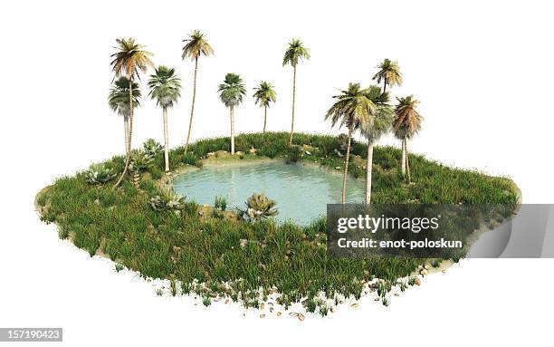 oasis - palm tree on white stock pictures, royalty-free photos & images