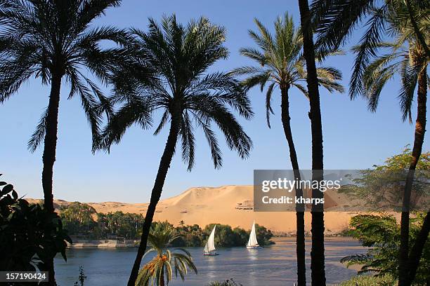 palm trees and sail boats on the river nile, aswan, egypt - nile river stock pictures, royalty-free photos & images