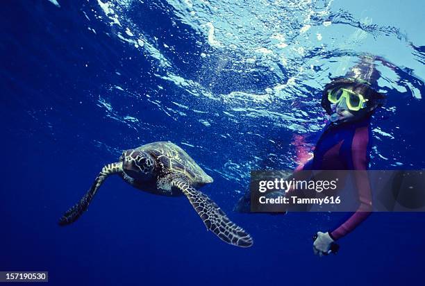 turtle dance - turtle stock pictures, royalty-free photos & images
