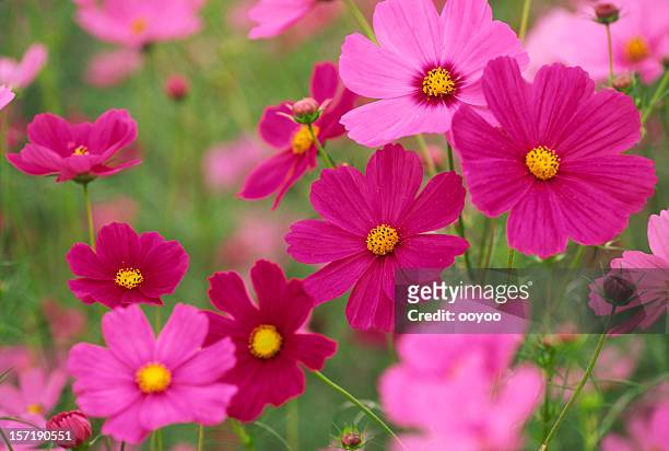colorido cosmos flowers - flor del cosmos fotografías e imágenes de stock