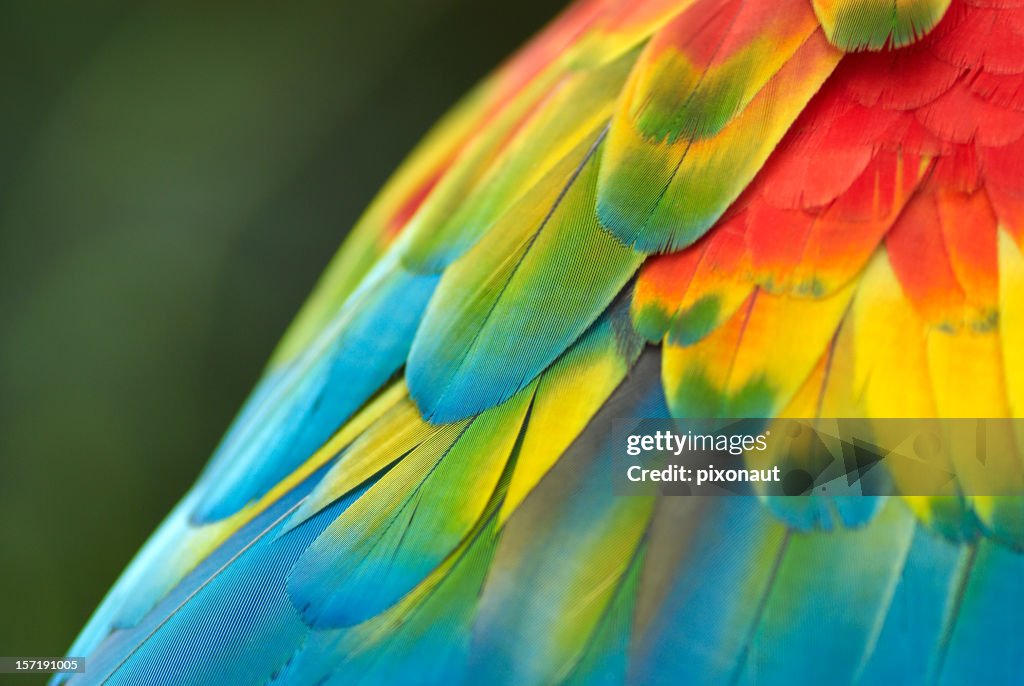 Parrot Feathers