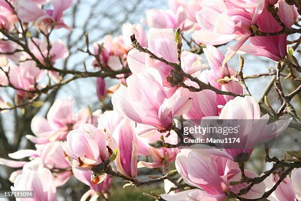 magnolia blossom - magnolia stellata stockfoto's en -beelden