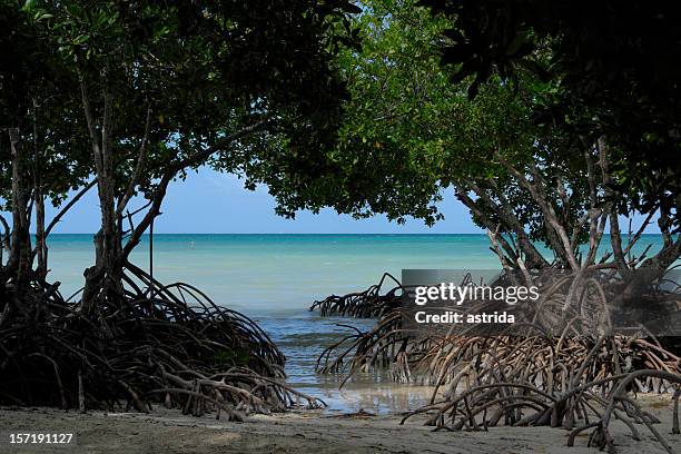 mangrove view at spanish lookout caye belize - uitkijktoren stockfoto's en -beelden