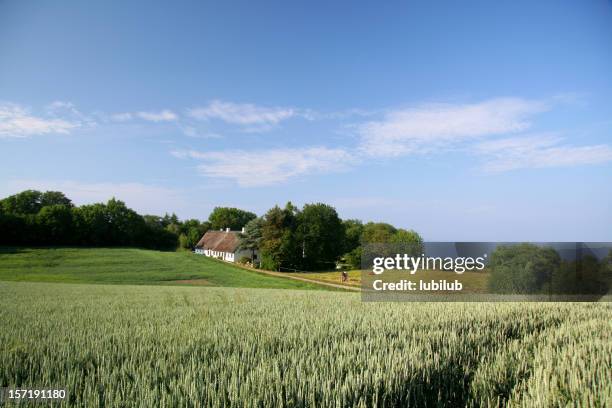 beautiful farmland, old house and sea in southern jutland, denmark - rieten dak stockfoto's en -beelden