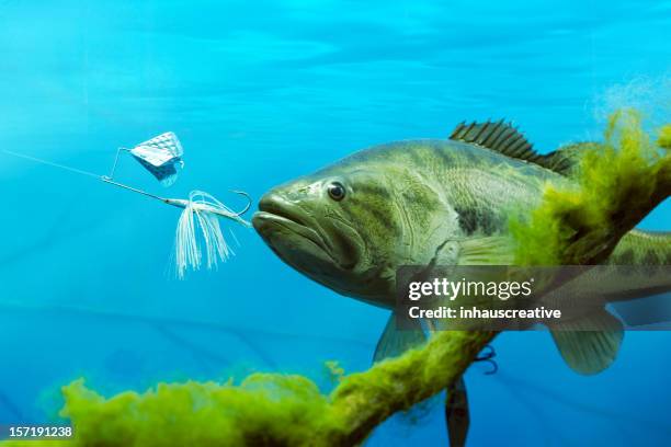 largemouth bass chasing lure - fishing hook underwater stock pictures, royalty-free photos & images