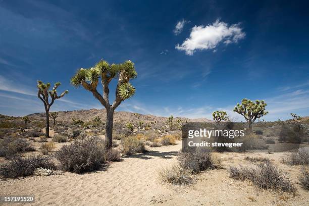 desert trail - arbre de josué photos et images de collection