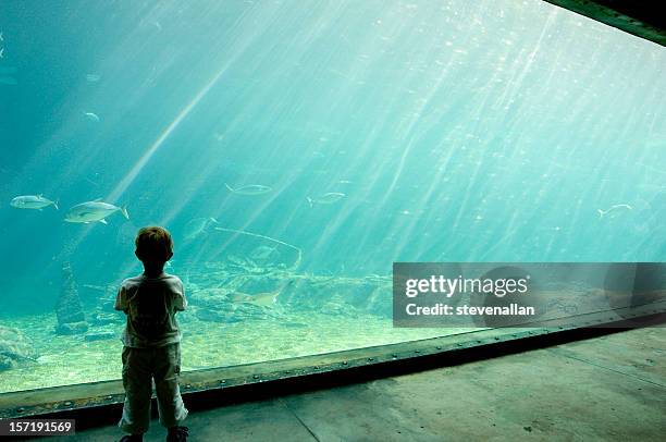 shaker aquarium durban south africa - durban south africa stock pictures, royalty-free photos & images