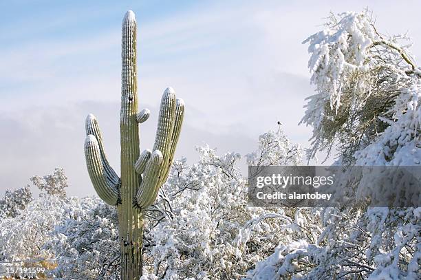 wüste und kaktus in den schnee - arizona cactus stock-fotos und bilder
