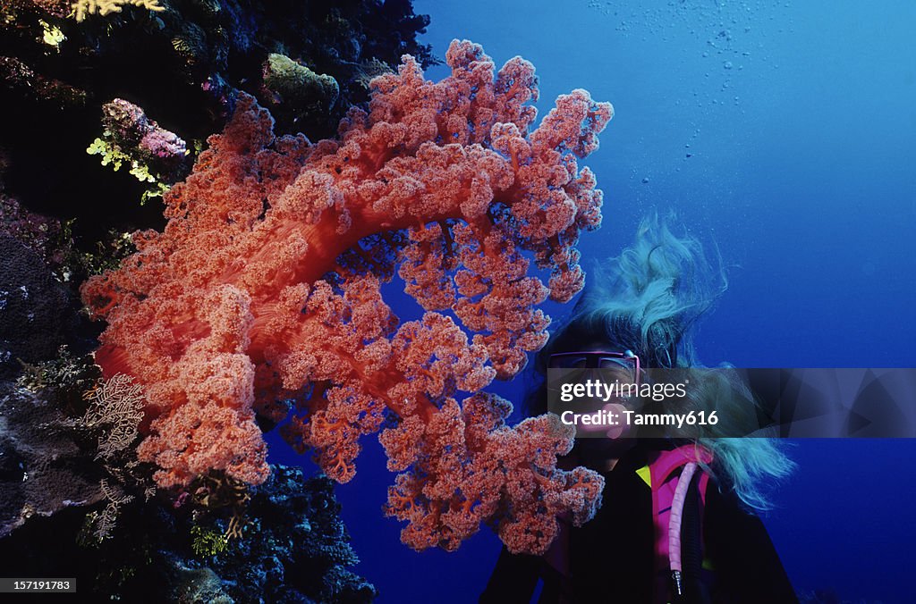 Giant Red Soft Coral