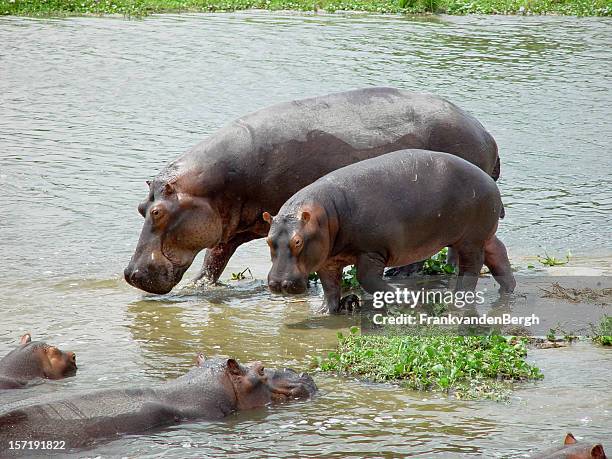 hippopotamus family - baby hippo stock pictures, royalty-free photos & images