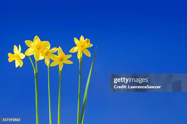 narzissen gegen den himmel - daffodils stock-fotos und bilder