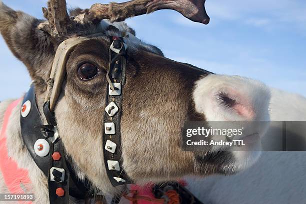 reindeer portrait - snuit stockfoto's en -beelden