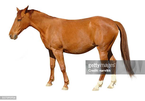brown horse - horse stock pictures, royalty-free photos & images