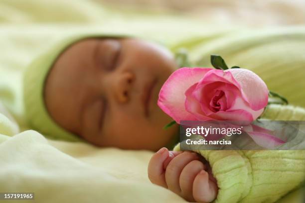 Baby Roses Images 1,116 Baby Roses Stock Photos, High-Res Pictures, and Images - Getty Images