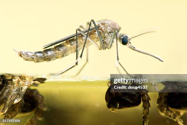 zanzara riposarsi sull'acqua - acqua stagnante foto e immagini stock