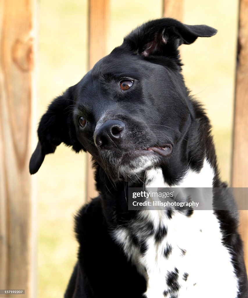 Black Lab Mix Dog Portrait